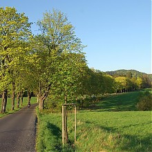 Road_of_spring_-_Mezni_louka.jpg